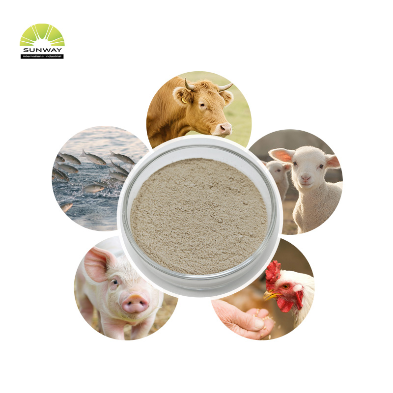Grau de alimentação Bacillus Coagulans Probiótico Bacillus Coagulans Pó para Aves